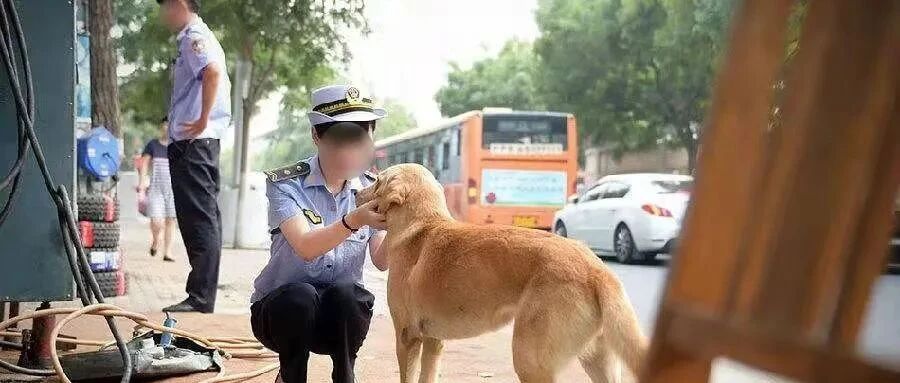 那些被城管带走的流浪狗去哪儿了？你肯定想不到！