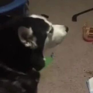 能治哈士奇的真的只有小主人了，要被笑死哈哈哈好哈！