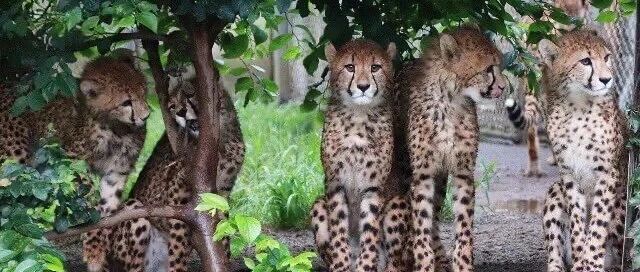 一只被树卡了又卡的豹子!网友:卡豹了!