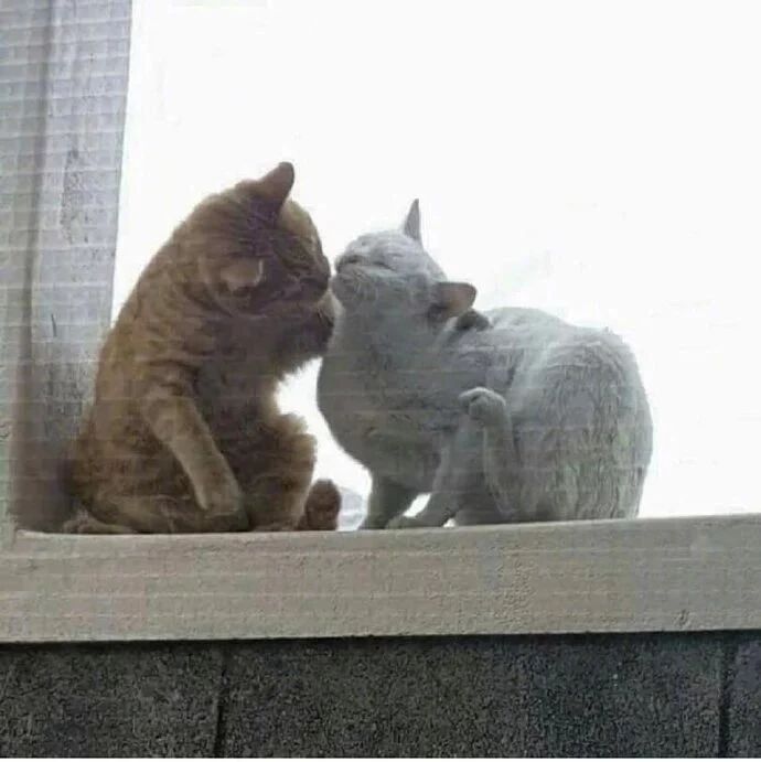 橘猫趁白猫挠痒时， 偷偷亲了它一下后，没想会有这样的后果...........