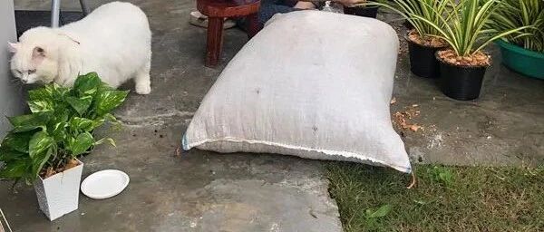 网友说你家猪长得快超过旁边的化肥袋了，主人：那不是猪,是我家猫啊！