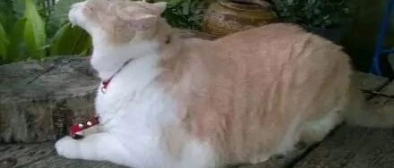 奶奶最近手很酸痛，带去看医生，医生了解情况后大笑说:家里的猫肯定很胖,少抱就好了!