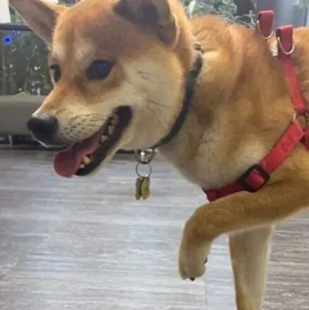 狗子突然惨叫跛脚走不动，主人急送去看医生，真相让她笑喷！医生：这狗子是戏精！！