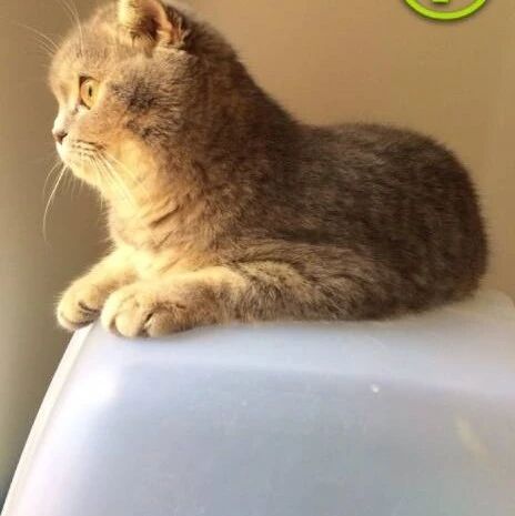 猫上厕所真相大揭秘，99.9%的铲屎官感到震惊！网友：看来我家猫才是好猫！