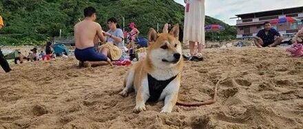 带狗子去海边玩，它却立马跑去和美女搭讪，主人笑开花！单身网友：这货哪里买的？
