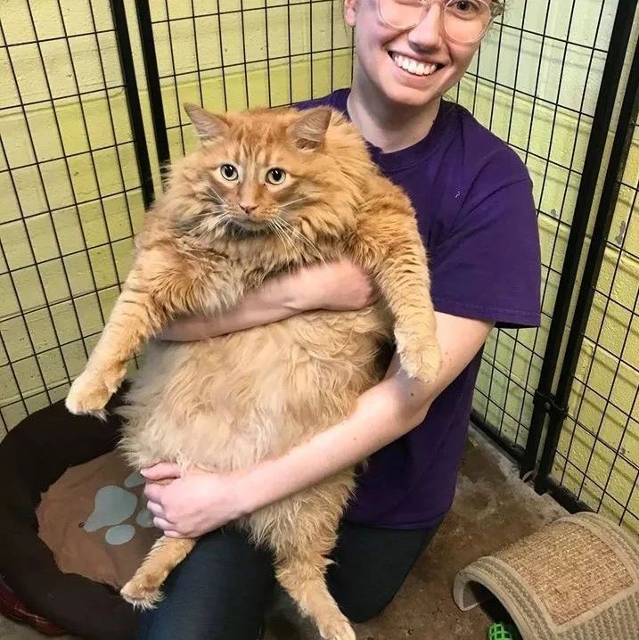 健忘主人见空碗就倒猫粮，橘猫直接吃成了猪.........