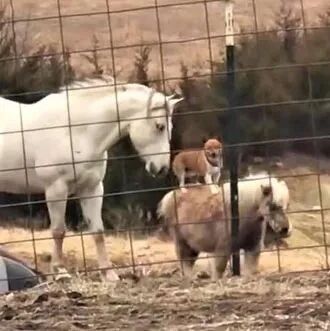 陌生柯基来找小马玩，下一秒它居然跳上马背，网友愣住：阿柯，你太会玩了！！
