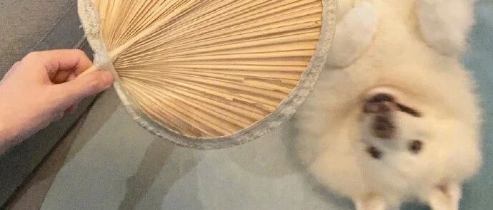 狗狗藏鞋被说坏狗狗，好心网友：这就是个局，狗狗被诬陷了！！