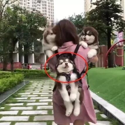 一个因遛狗特别而走红的妹子，路人：特别乖，太不可思议了！