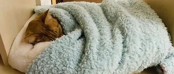 大橘猫窝被小主霸占，猫看后都懵了,最后一幕直接看不下去!大橘:地主家的傻儿子!