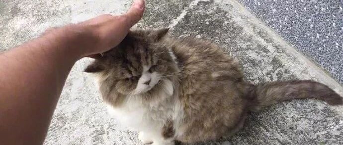 网友路上偶遇一只很凶的猫，以为撸不得，谁知直接上手。网友：它就是样子凶而已！！