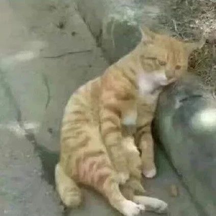 橘猫秀恩爱本想酸死单身猫，没想自己的媳妇却因此被拐跑了.........