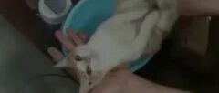 用猫示范如何给婴儿洗澡，网友看后：这可比宝宝乖多了！