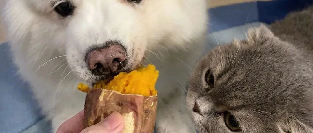 狗狗吃地瓜的样子,突然想到最近流行的段子:你考上了清华,他考上了北大,我烤上了地瓜!