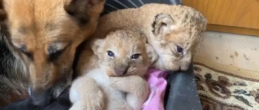 小奶狮遭亲妈家暴，德牧化身奶妈喂养两娃！网友:跨越种族的爱太暖了！！