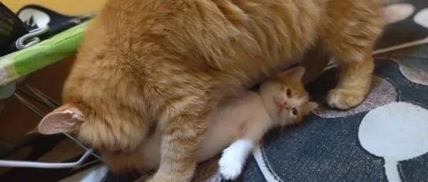 大橘喜欢和弟弟玩，只是这玩着玩着，弟弟就找不着了！网友:好怕小橘被压坏!