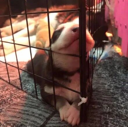 哈士奇未出生时纷纷被预定，可当狗子出生后，网友都慌了：不忍直视！