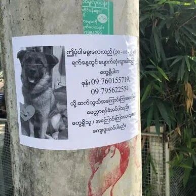 路边见寻狗启事觉得很眼熟，网友低头看旁边的狗子：这不就是你吗？