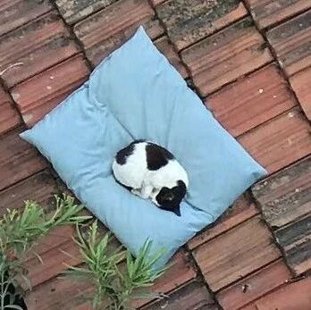 狗狗的坐垫几天前掉到了隔壁的屋顶上，结果现在居然长出了猫！网友：不说了，我找狗垫去！！