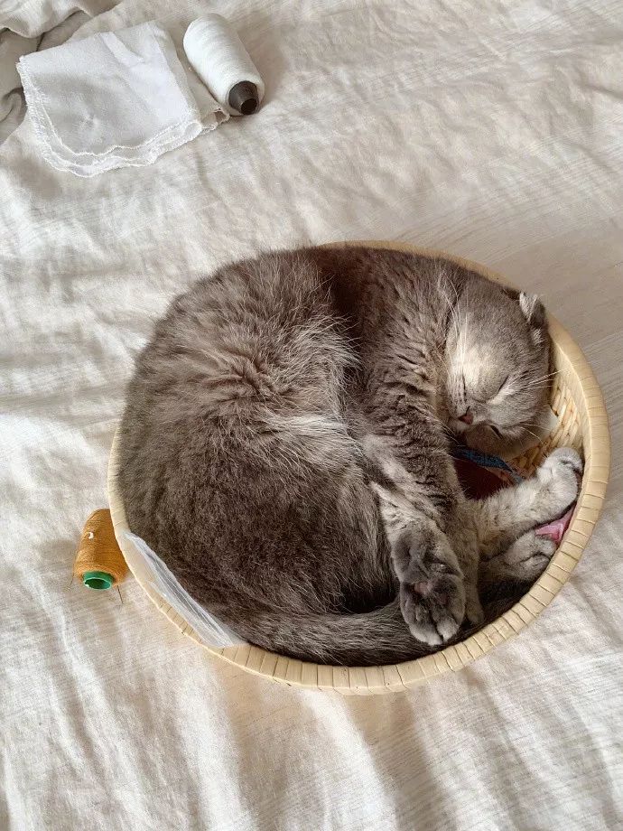 一只擁有無數個窩的貓，竟然選擇睡這裡？太不可思議！！！ 未分類 第5張