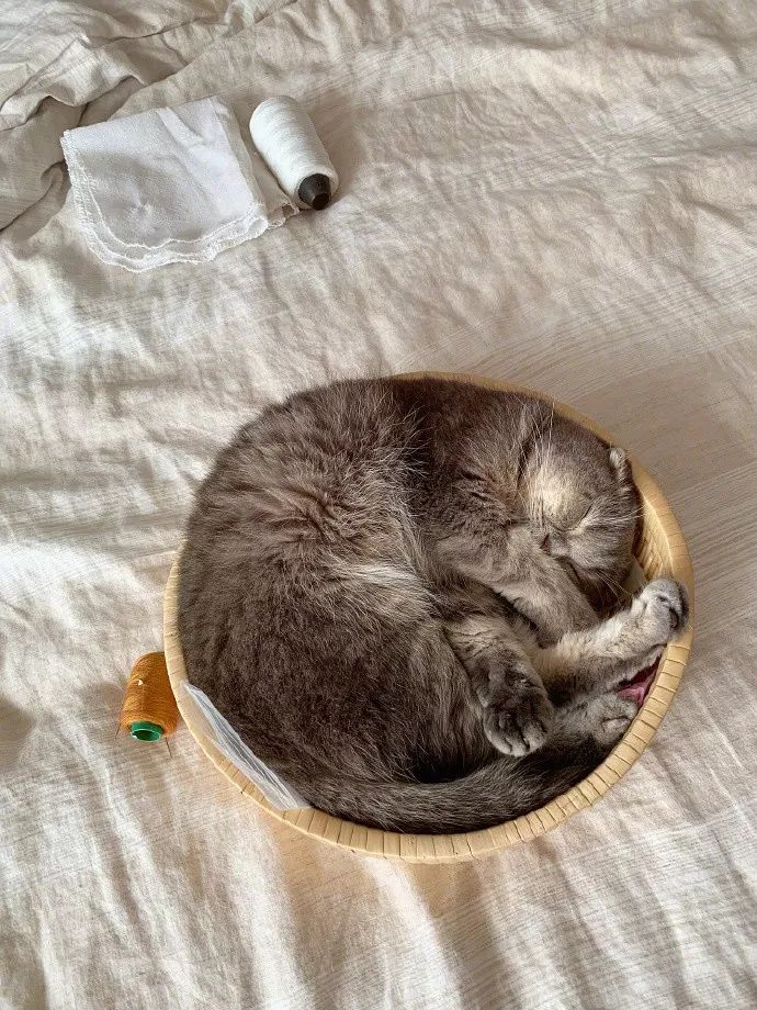 一只擁有無數個窩的貓，竟然選擇睡這裡？太不可思議！！！ 未分類 第4張