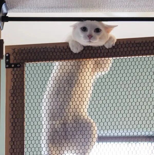 猫爱进厨房捣蛋，主人定制防猫门阻止，结果却出人意料！网友：越防越好奇，门拆了指不定还不进去了！