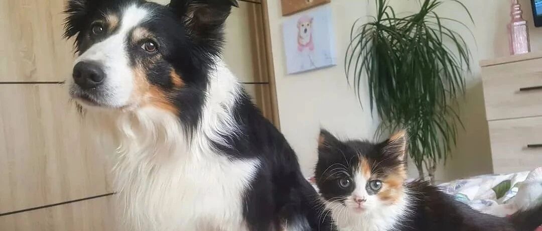 狗失去同伴后抑郁了，见到长得相似的猫后，立马又精神了！网友：这就是传说中的替身梗！！