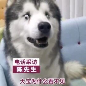 4岁女孩给失明的哈士奇贴眼睛，画面暖爆了：希望它能看到我们！