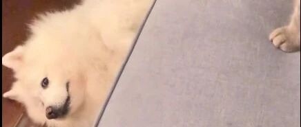 有什么重大事情一定不要让家里的猫做主，不靠谱。网友：呵呵，长见识了！