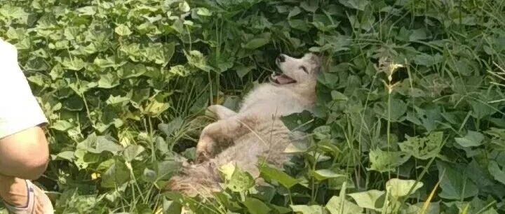 受伤的大狗被主人剃了毛，脱掉“毛裤”的阿拉斯加居然长这样？！