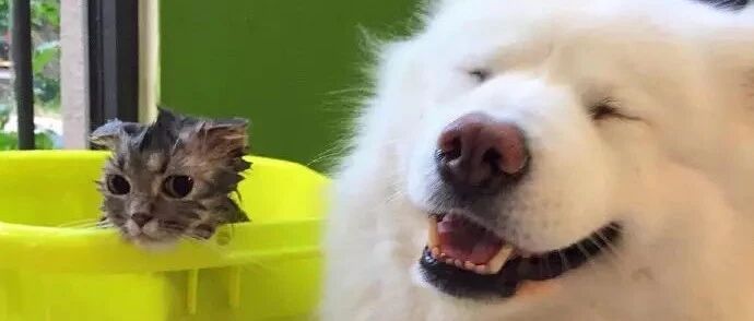 妞妞目睹了卸妆后的网骗猕猴桃端午，狗生观再次当场坍塌!