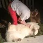 把一只萨摩猪搬回家需要几个步骤？看完你就知道了！