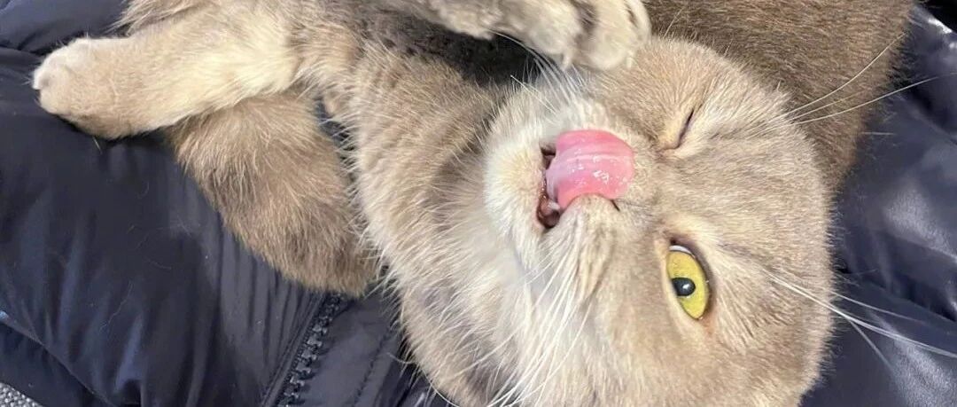 整个家都翻遍了,就是不见胖猫的踪影!喵:我在你最暖和的羽绒服里!