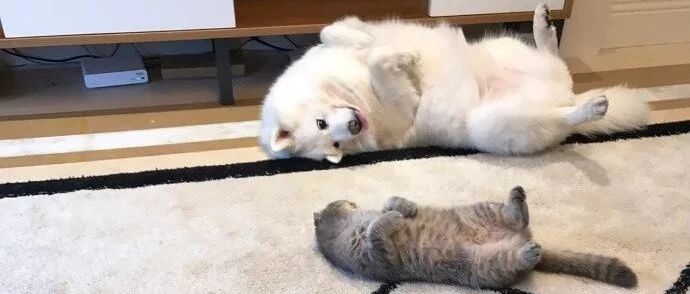 天冷了，教大家制作一个自动暖脚装置，有猫的朋友有福了！！网友：呵呵！