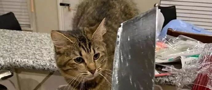 主人在做年夜饭，小猫在旁边捣蛋，结果主人拿出刀后...网友：这是要加餐的节奏！！