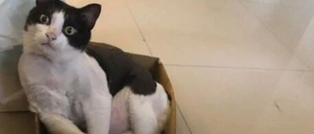 家附近看见可爱奶牛猫，却越看越眼熟，反应过来后气炸！网友：第一次见奶牛猫长得这么像奶牛