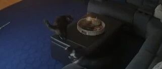 养猫时千万不要随便点蜡烛，不然会有这一幕，还好猫没事！网友：还好主人在，不然后果不堪设想！！