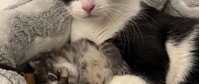 把猫结扎了，不想它再生小猫，结果它自己带回来一只！猫咪：老娘就是要当妈！