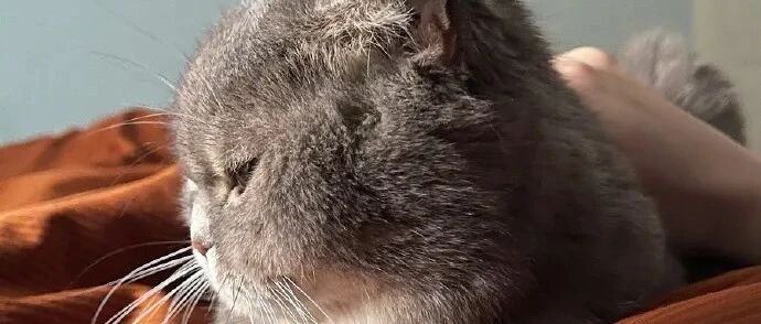 铲屎梦里感觉胸闷，喘气困难，以为是“鬼压床”。直到醒来才知道是.......网友：有猫的你注意了！