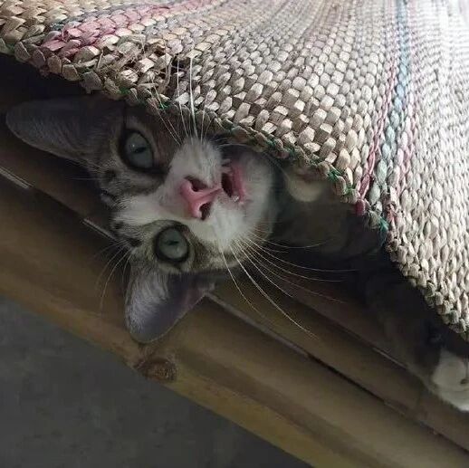 草席上出现一排锋利的牙齿，低头一看，原来是........网友：真的被这猫吓一跳！！