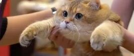 猫被带去医院检查，全程一脸茫然的表情!医生:猫没事,就是胖得有点想撸!