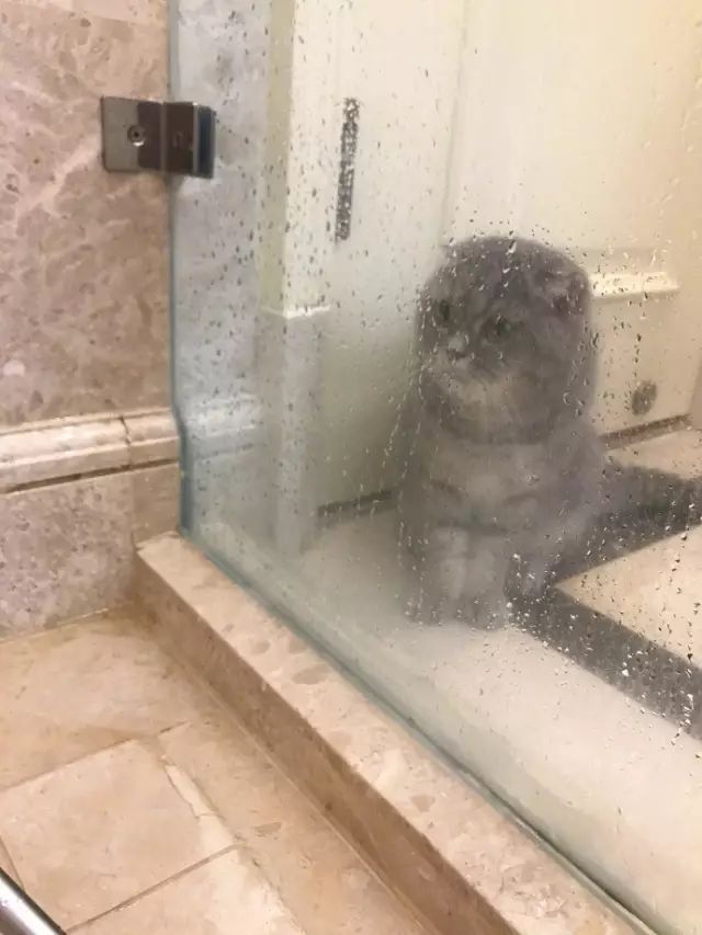 汪被强迫洗澡,猫凑热闹,蹲着看累了,趴着看,津津有味!网友:情谊果然像塑料花,虽然持久,但是很假。-微信头条网 汪被强迫洗澡,猫凑热闹,蹲着看累了,趴着看,津津有味!网友:情谊果然像塑料花,虽然持久,但是很假。