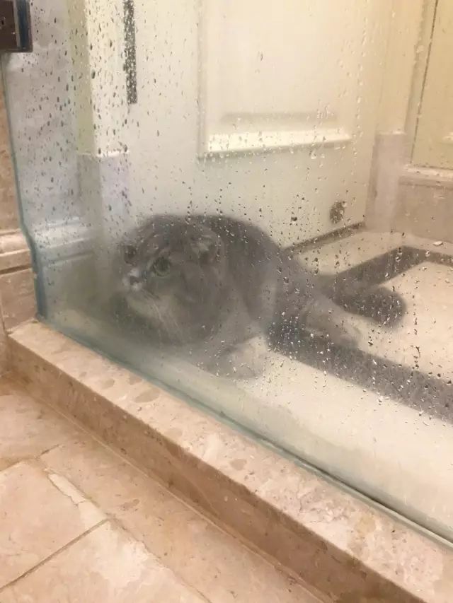 汪被强迫洗澡,猫凑热闹,蹲着看累了,趴着看,津津有味!网友:情谊果然像塑料花,虽然持久,但是很假。-微信头条网 汪被强迫洗澡,猫凑热闹,蹲着看累了,趴着看,津津有味!网友:情谊果然像塑料花,虽然持久,但是很假。