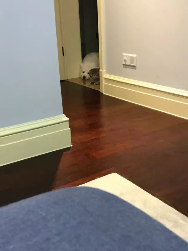 汪被强迫洗澡,猫凑热闹,蹲着看累了,趴着看,津津有味!网友:情谊果然像塑料花,虽然持久,但是很假。-微信头条网 汪被强迫洗澡,猫凑热闹,蹲着看累了,趴着看,津津有味!网友:情谊果然像塑料花,虽然持久,但是很假。