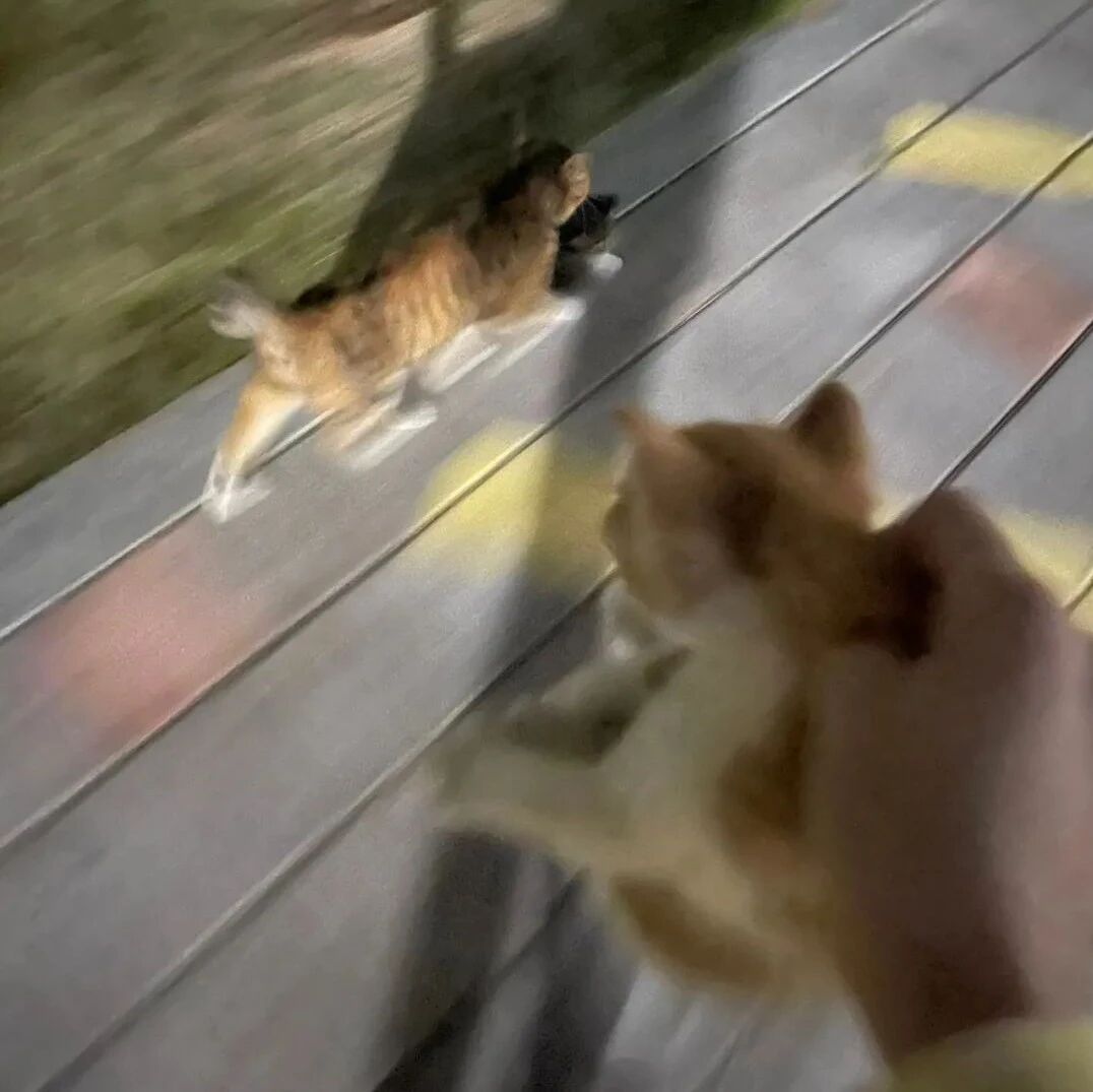 流浪喵狂叫，出门查看后，原来是叫人帮忙搬家！网友:老板,工作没完成是因为我去帮猫咪搬家了!