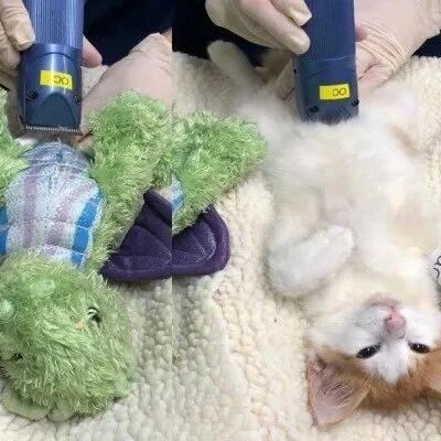 给猫做绝育怕它害怕，就带上它的玩具龙一起绝育，它就放心了！网友：这是什么心态？