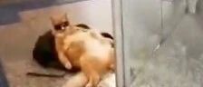主人在银行里取钱，而他的猫却在外面这样等!网友:我从未没见那么酷的猫!!