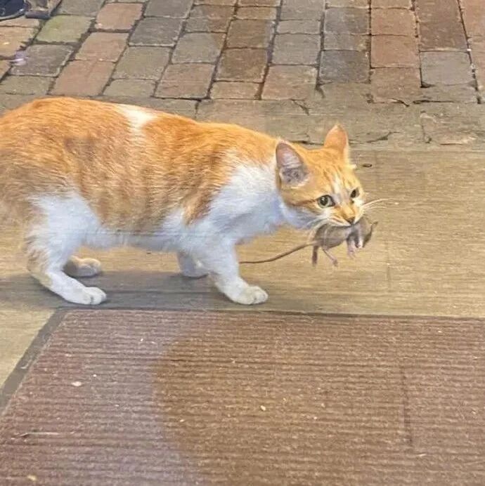 喂过几次这猫后，它每天都来报到，这次还叼一只活的老鼠来！网友：这叫礼尚往来！！