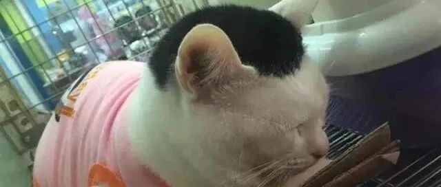 小猫咪不吃饭也能胖成球，主人说它这是虚胖!