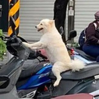 路边惊见一位白色骑士，镜头拉近一看，网友笑喷：一看就知道未成年！